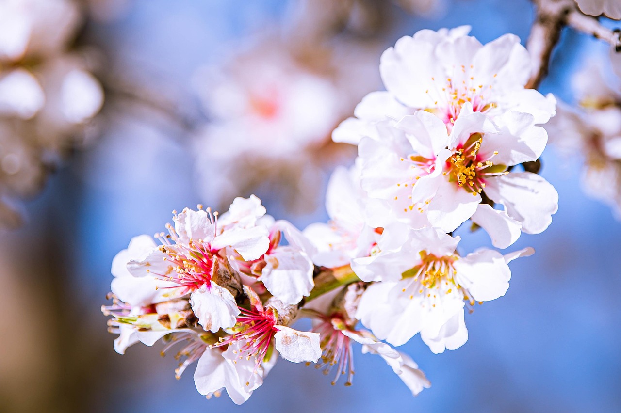festivalul lalelelor pitesti