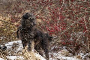ziua internationala a animalelor de companie