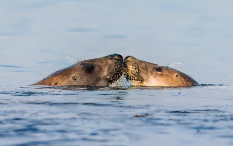ziua mondiala a mediului marin