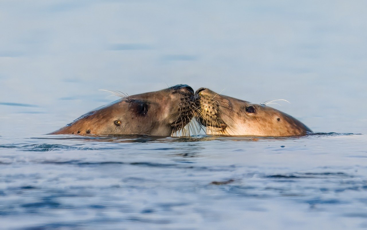ziua mondiala a mediului marin