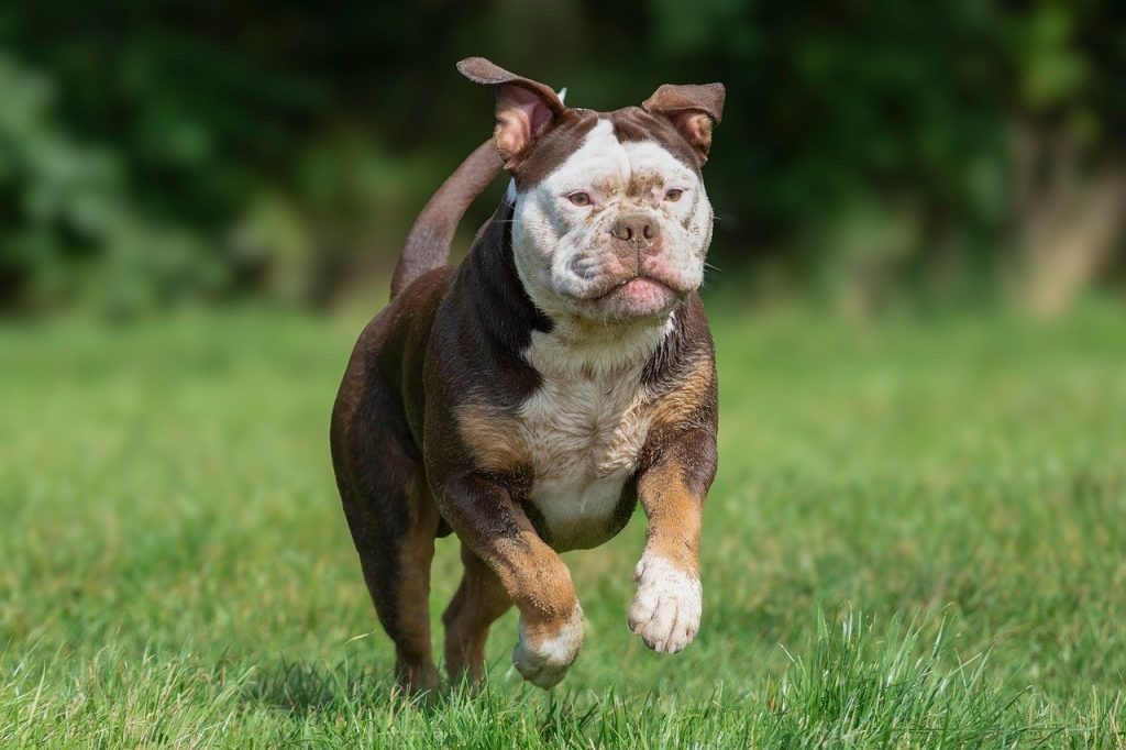 ziua internationala a cainilor