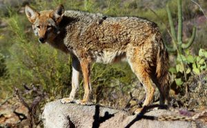 animale carnivore