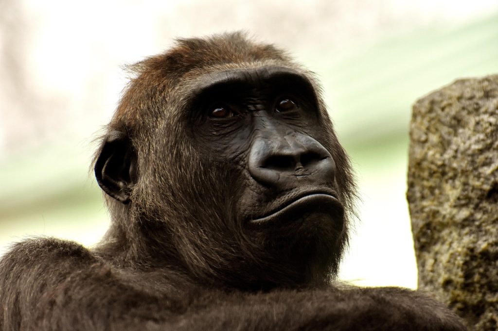 animale omnivore