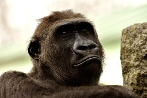 animale omnivore