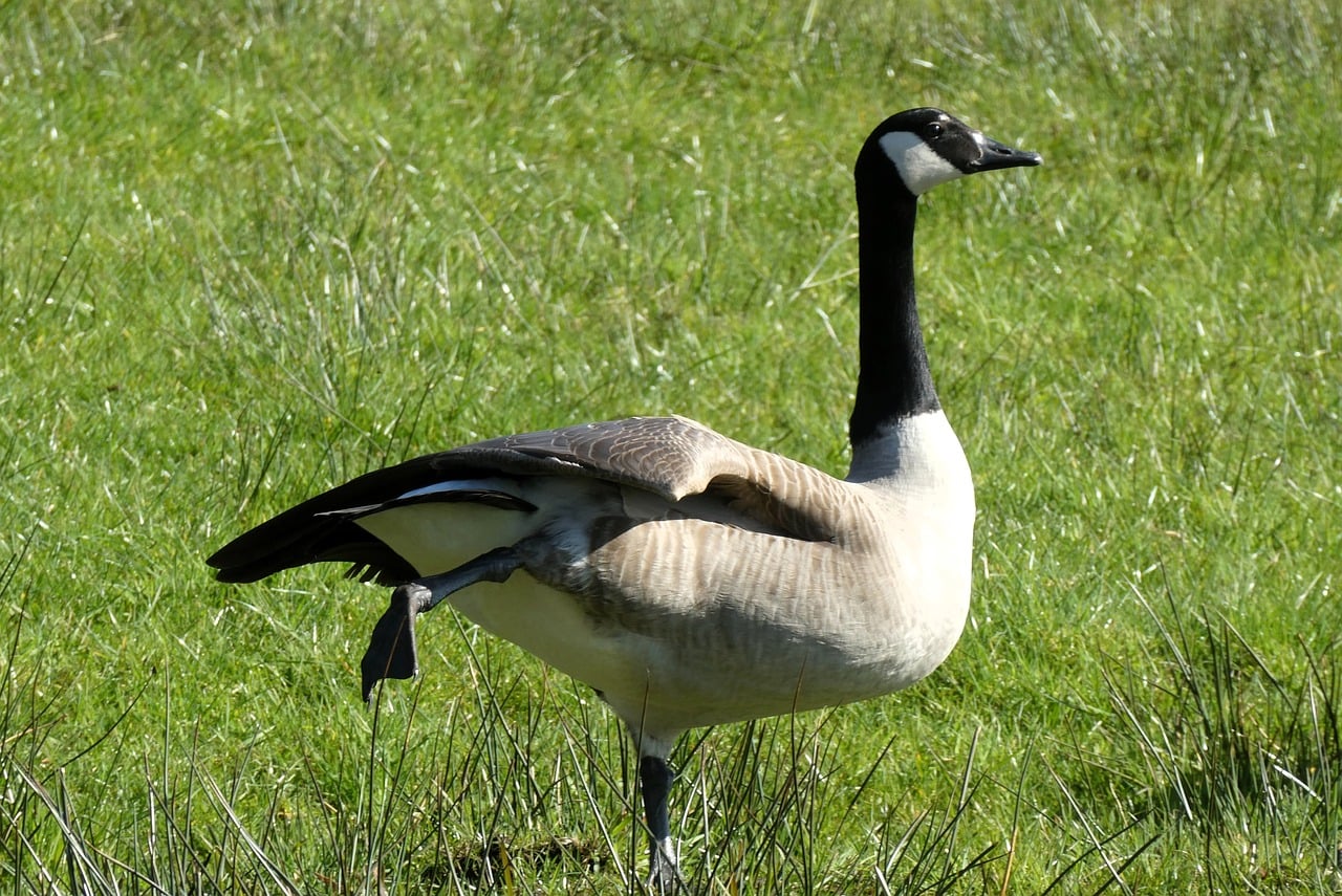 animale specifice canadei