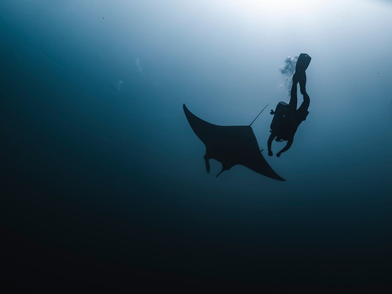 animale subacvatice