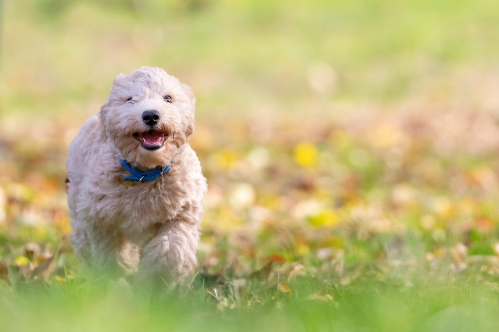 cat dureaza gestatia la caini bichon