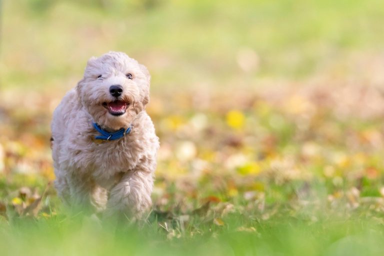 cat dureaza gestatia la caini bichon