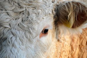 la ce distanta de case se poate creste animale