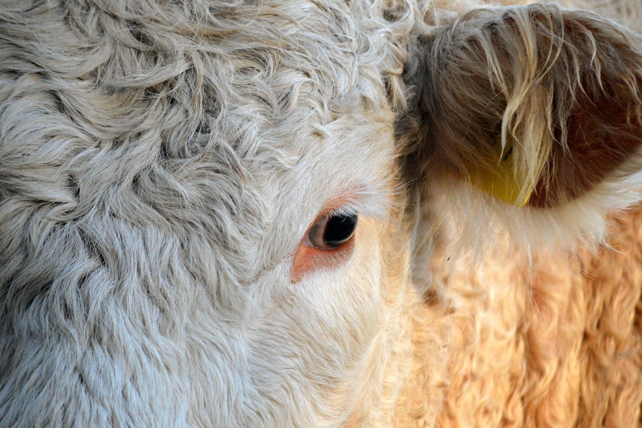 la ce distanta de case se poate creste animale