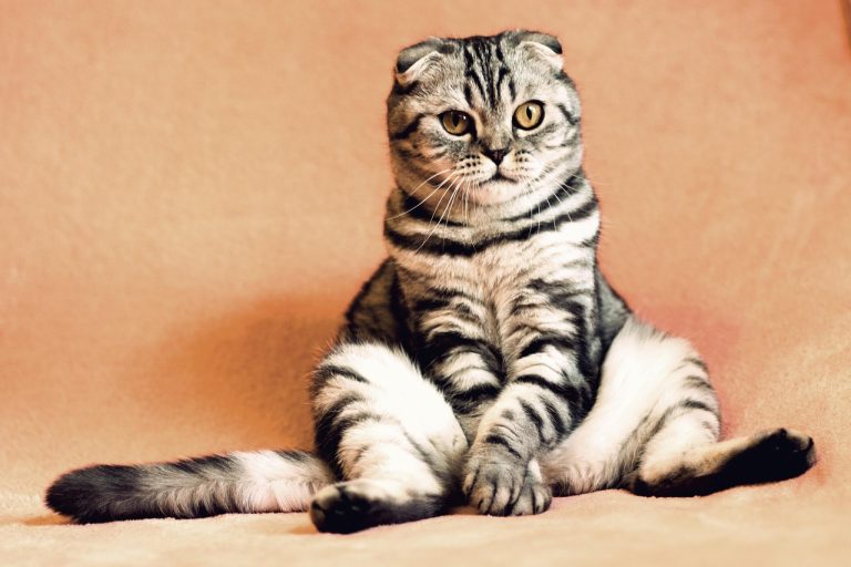 animale amuzante