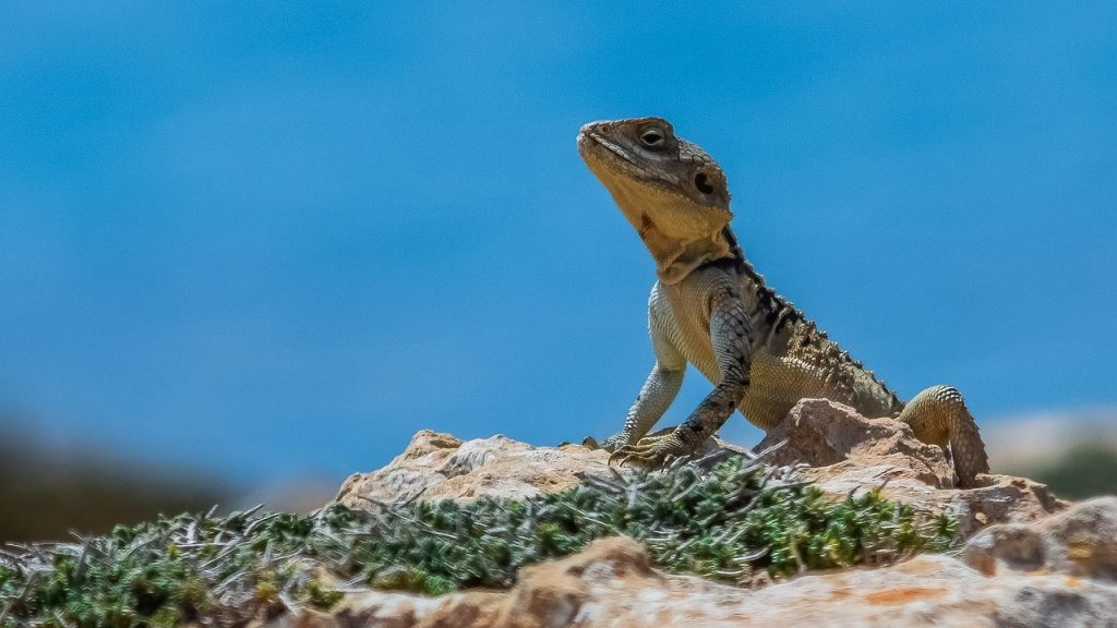 animale de apa