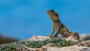animale de apa