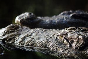 animale de prada