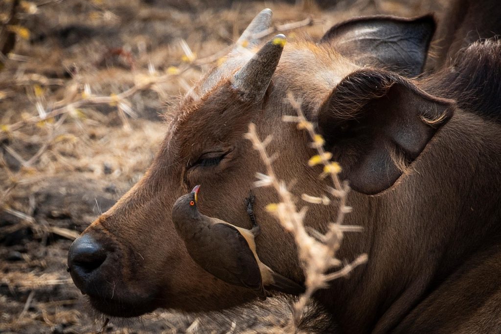 animale din savana