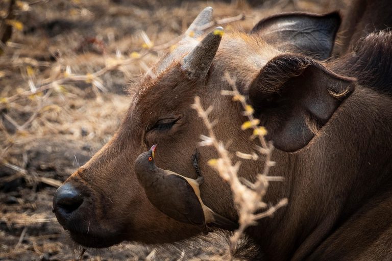 animale din savana