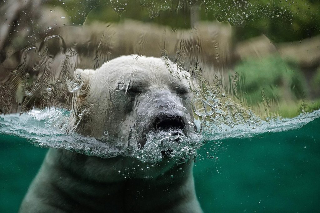 animale polare