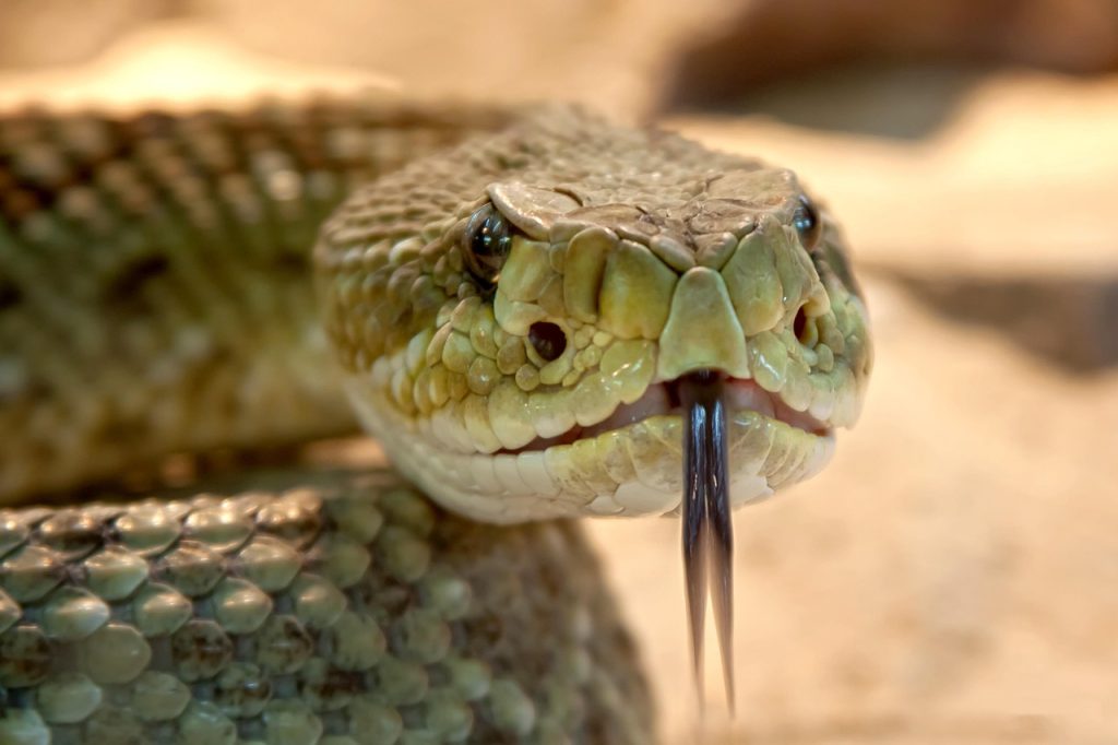 ce animal nu are limba