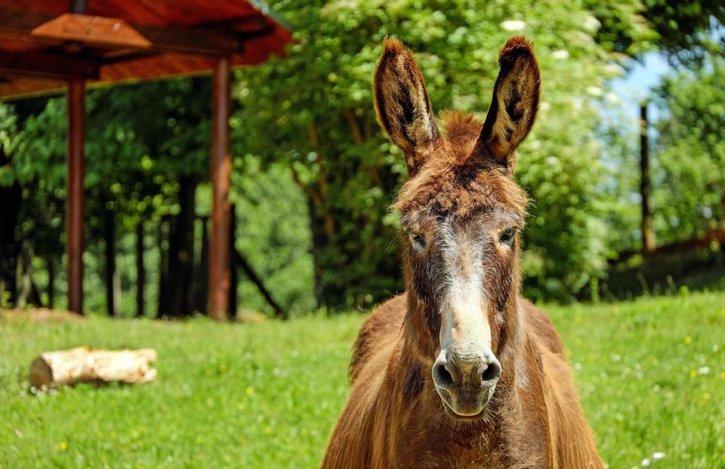 curiozitati despre animale