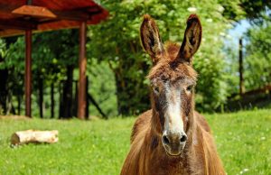 curiozitati despre animale