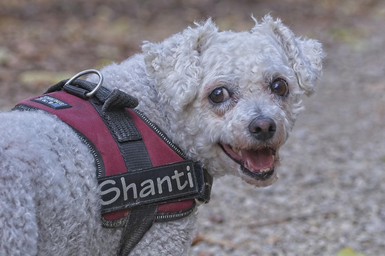 de ce tremura cainele bichon