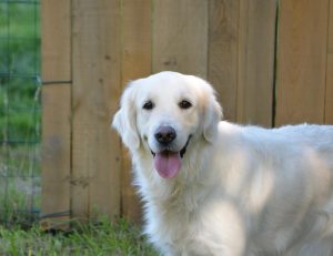 top 20 animale de companie