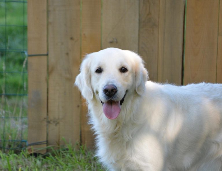 top 20 animale de companie