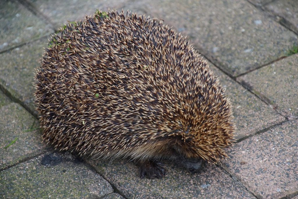 animale care hiberneaza