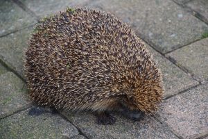 animale care hiberneaza