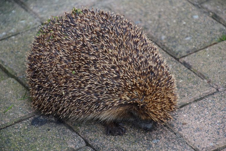 animale care hiberneaza