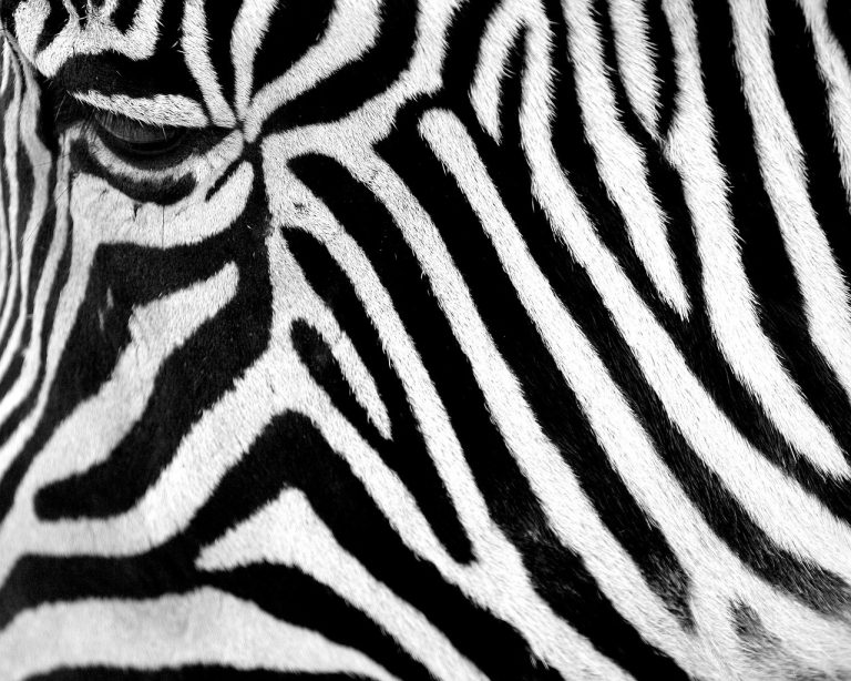 animale erbivore