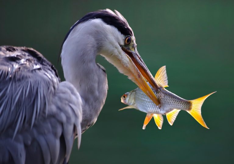 animale vertebrate