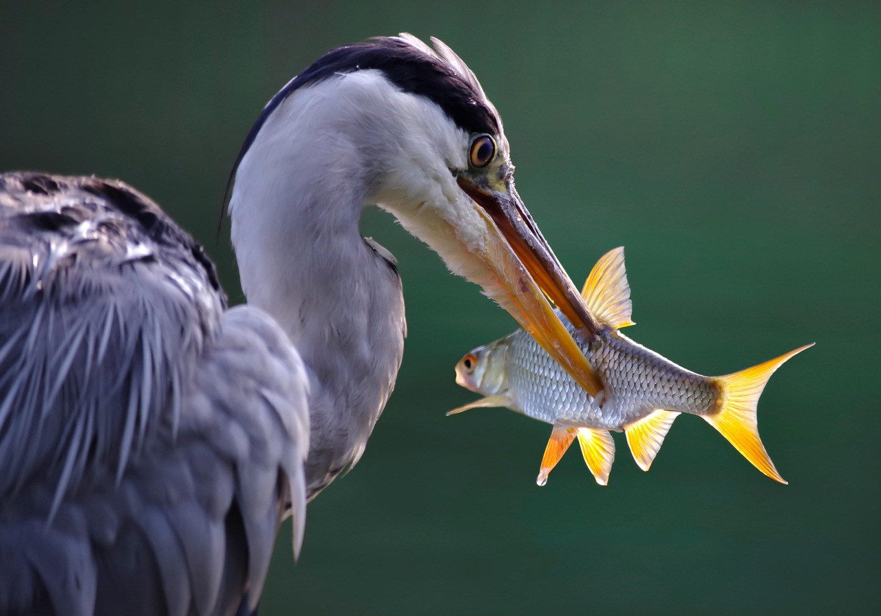 animale vertebrate