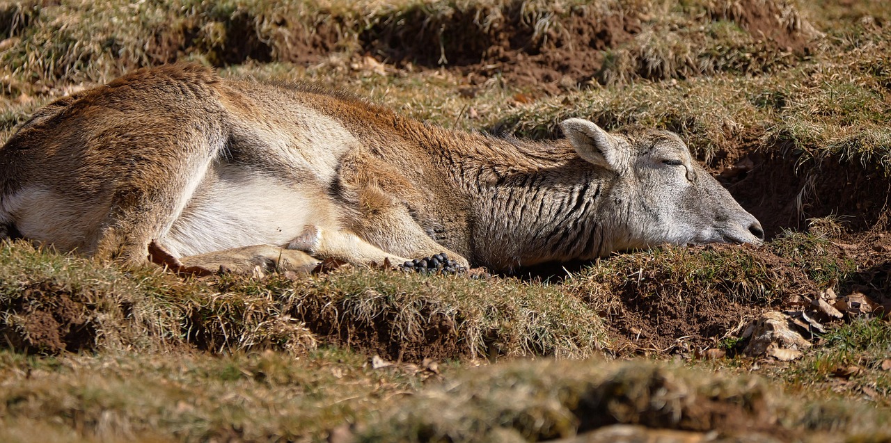 cat tine gestatia la caprele alpine
